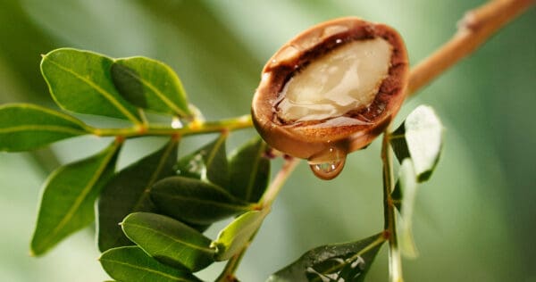 A close up of an open nut on the tree