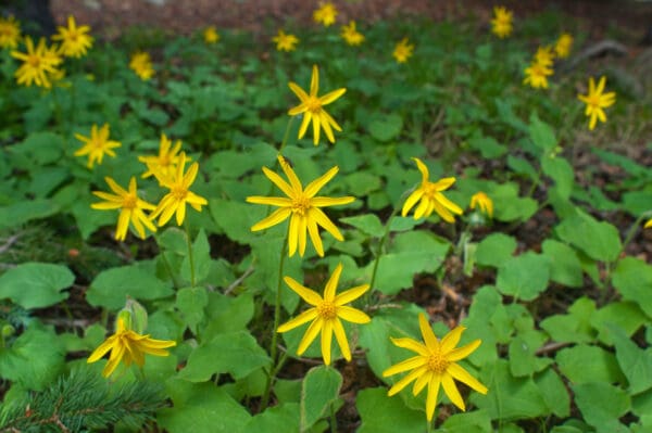 A field of yellow flowers and green leaves.