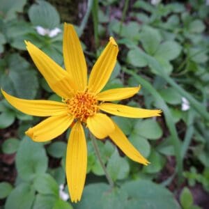 A yellow flower with green leaves in the background.