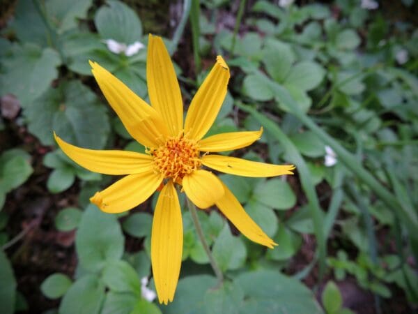 A yellow flower with green leaves in the background.