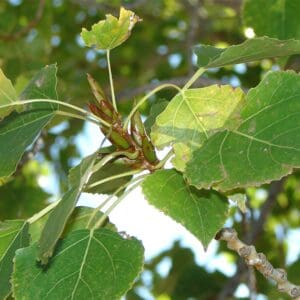 A close up of leaves on a tree