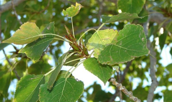 A close up of leaves on a tree