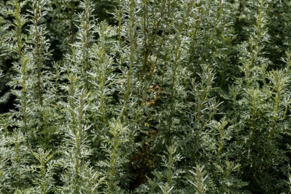 A close up of some plants in the grass