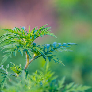 A close up of the leaves on a plant