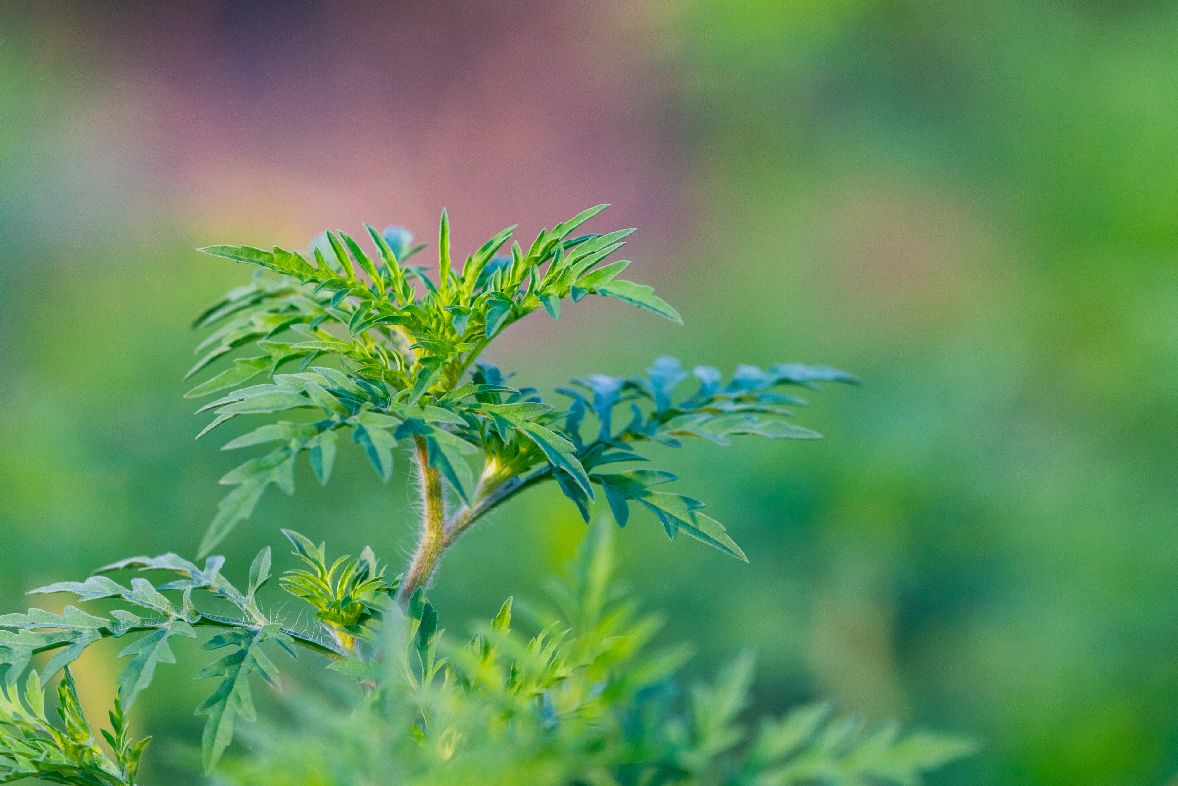 A close up of the leaves on a plant