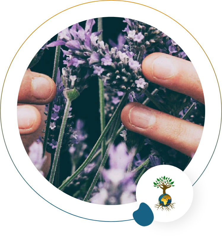 A person holding some lavender flowers in their hands