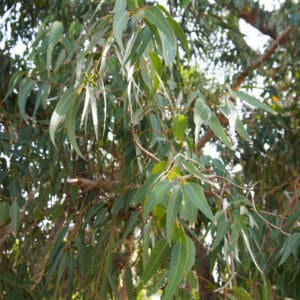 A close up of leaves on a tree