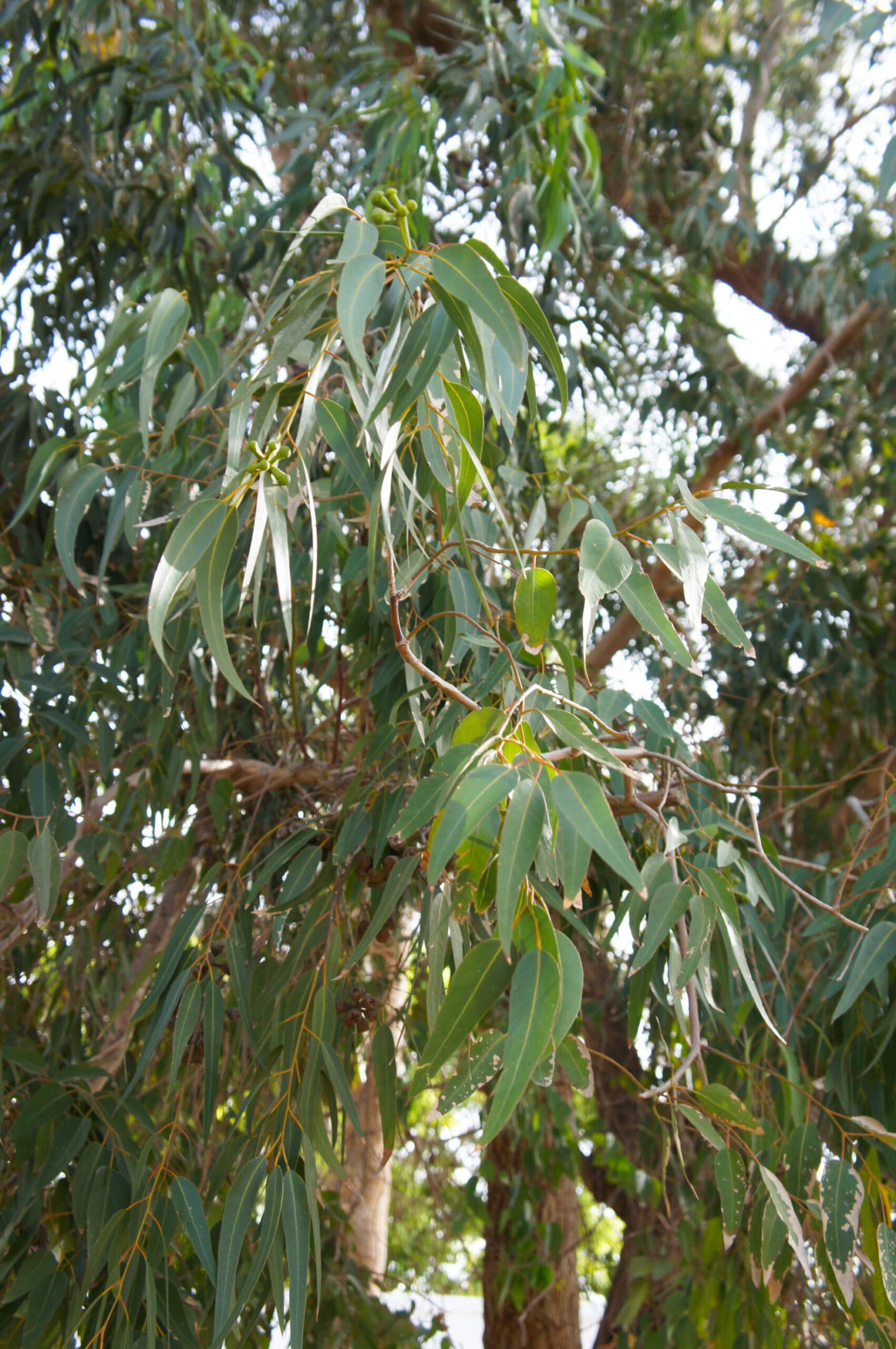 A close up of leaves on a tree