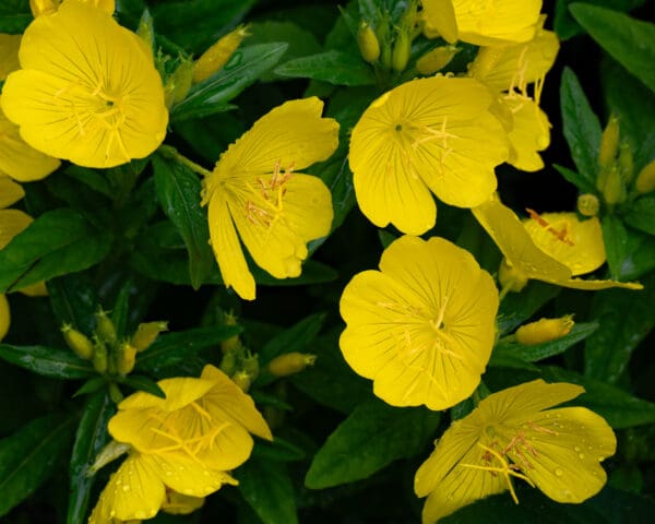 A close up of yellow flowers with green leaves