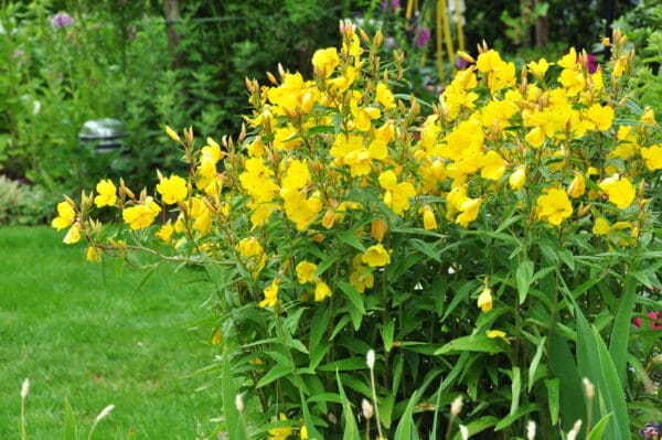 A yellow flower bush in the middle of a green field.