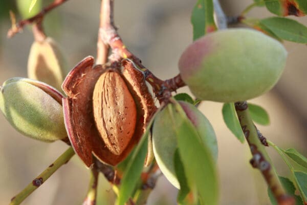 A close up of an almond on the tree