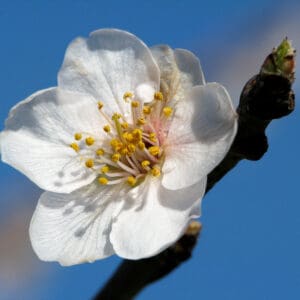 A white flower with yellow stamen and green leaves.