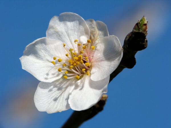 A white flower with yellow stamen and green leaves.