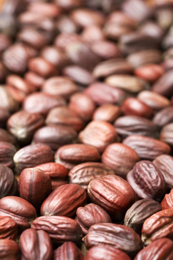 A close up of some nuts on the ground