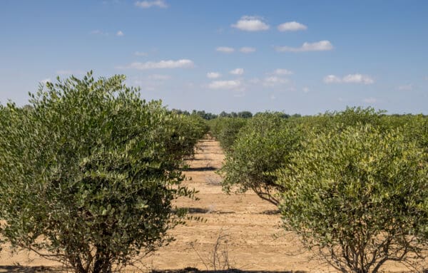 A dirt road through an olive grove with trees in the background.