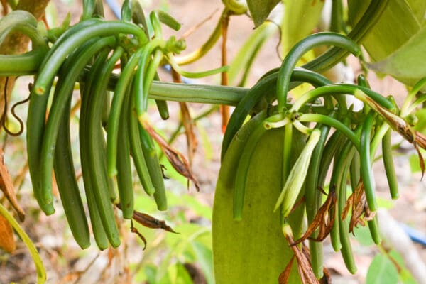 A close up of the leaves on a plant