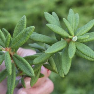 A person holding up two green leaves in their hand.