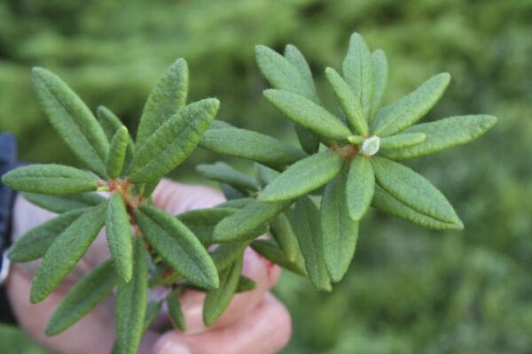 A person holding up two green leaves in their hand.