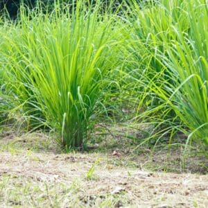 A close up of some grass in the dirt