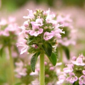 A close up of some pink flowers with green leaves