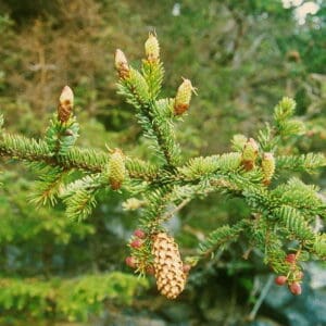 A close up of the branches and cones on a tree