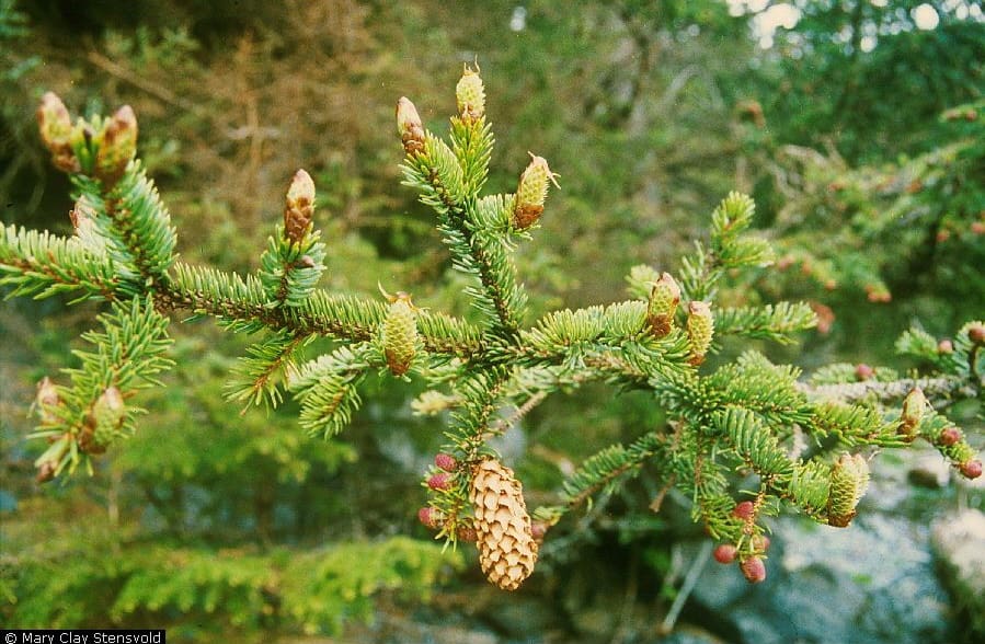 A close up of the branches and cones on a tree