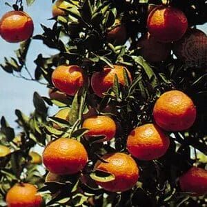 A close up of an orange tree with many oranges