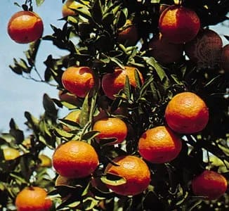 A close up of an orange tree with many oranges