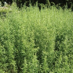 A close up of some green plants in the grass