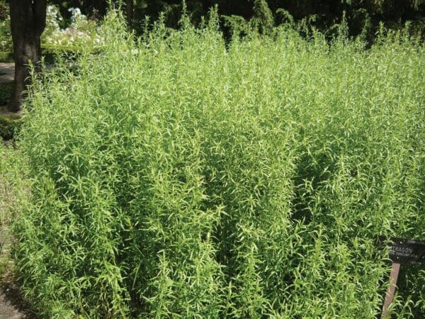 A close up of some green plants in the grass