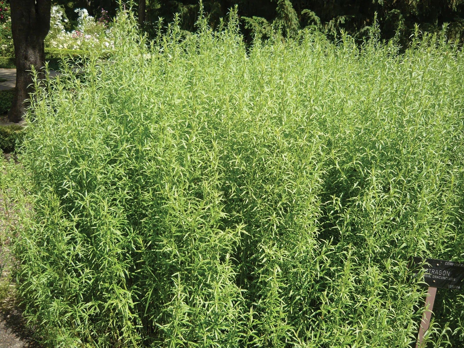 A close up of some green plants in the grass