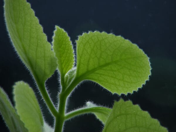 Close-up of green, textured plant leaves.