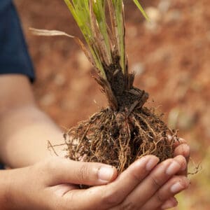 A person holding a plant in their hands.