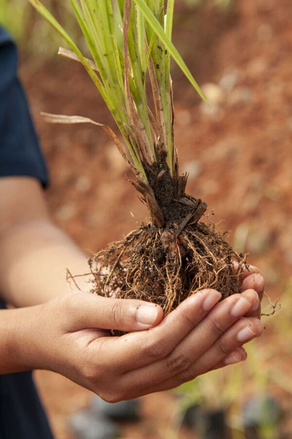 A person holding a plant in their hands.