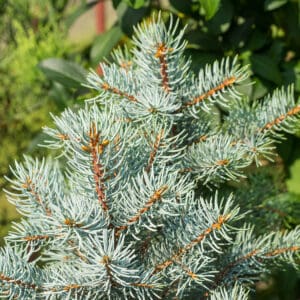 A close up of the needles on a pine tree