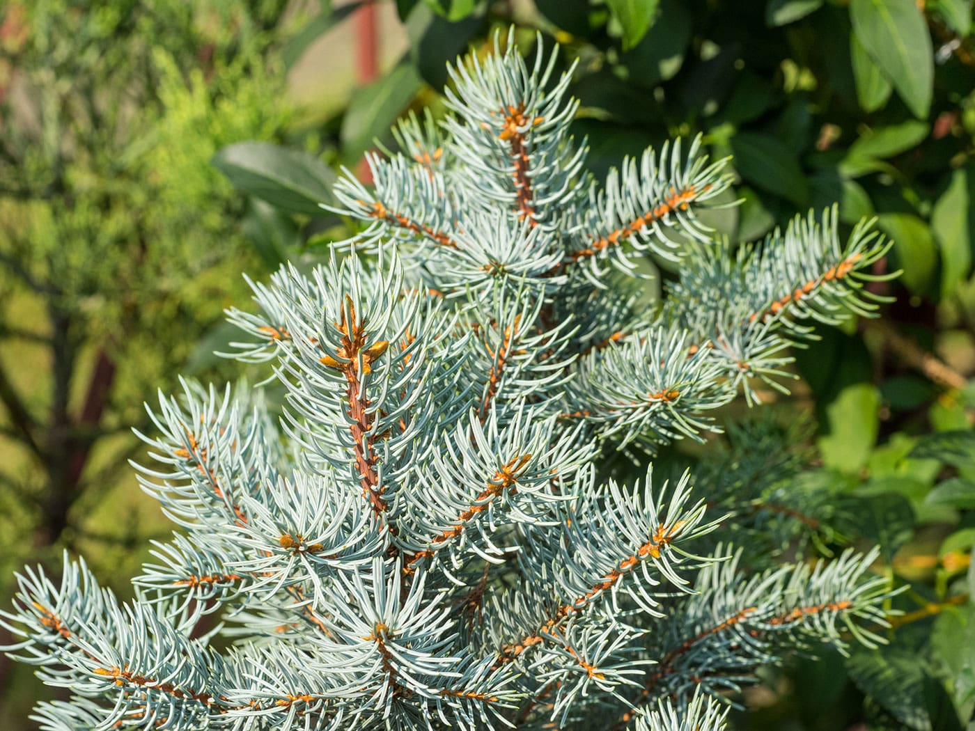 A close up of the needles on a pine tree