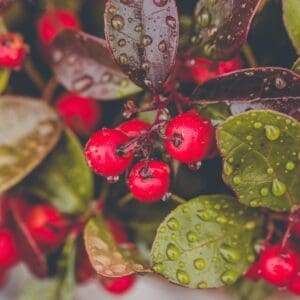 A close up of red berries and leaves