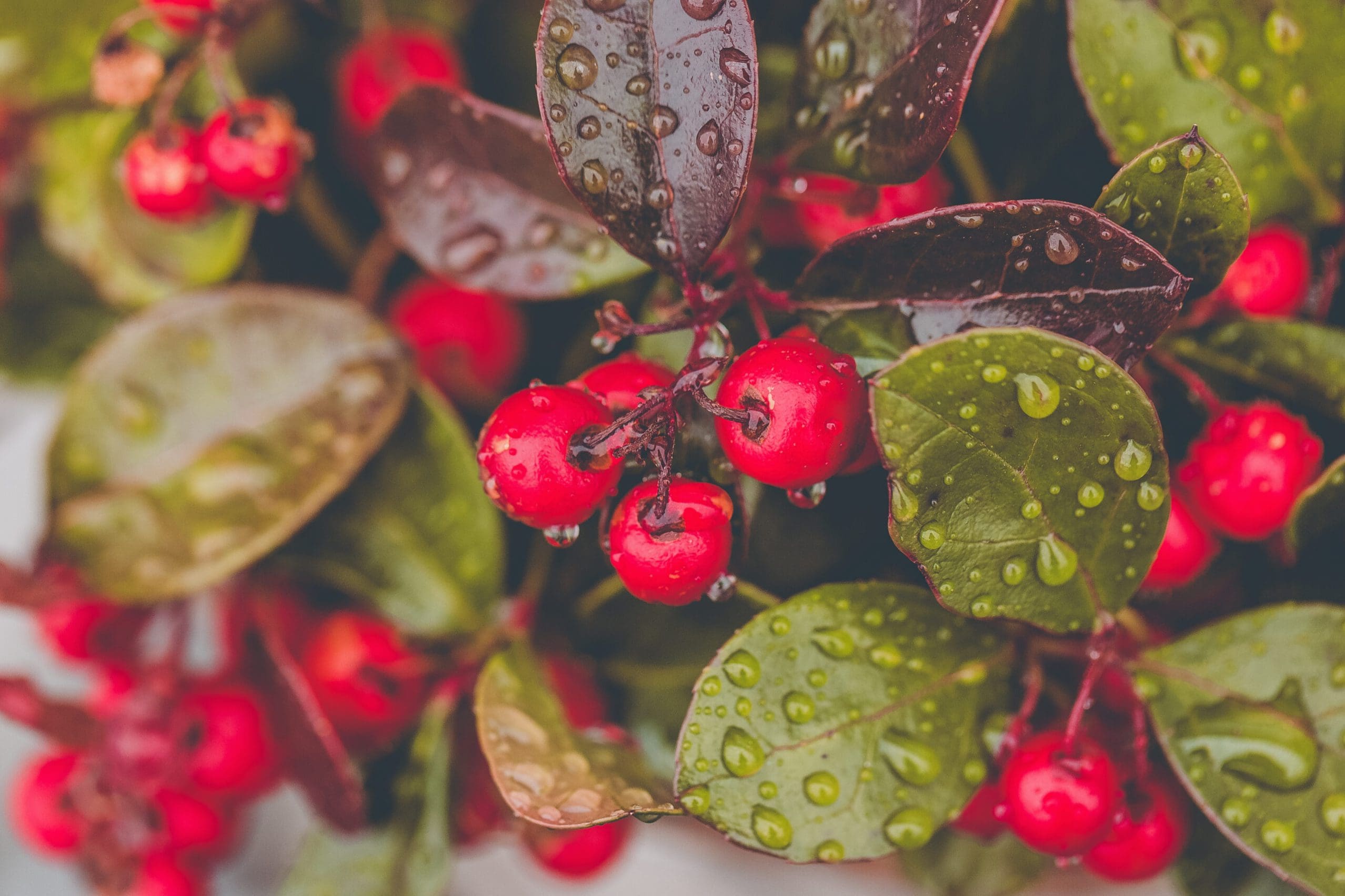 A close up of red berries and leaves