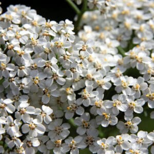 A close up of some white flowers with yellow centers