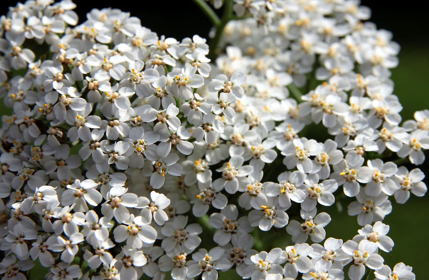 A close up of some white flowers with yellow centers