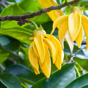 A close up of some yellow flowers on a tree