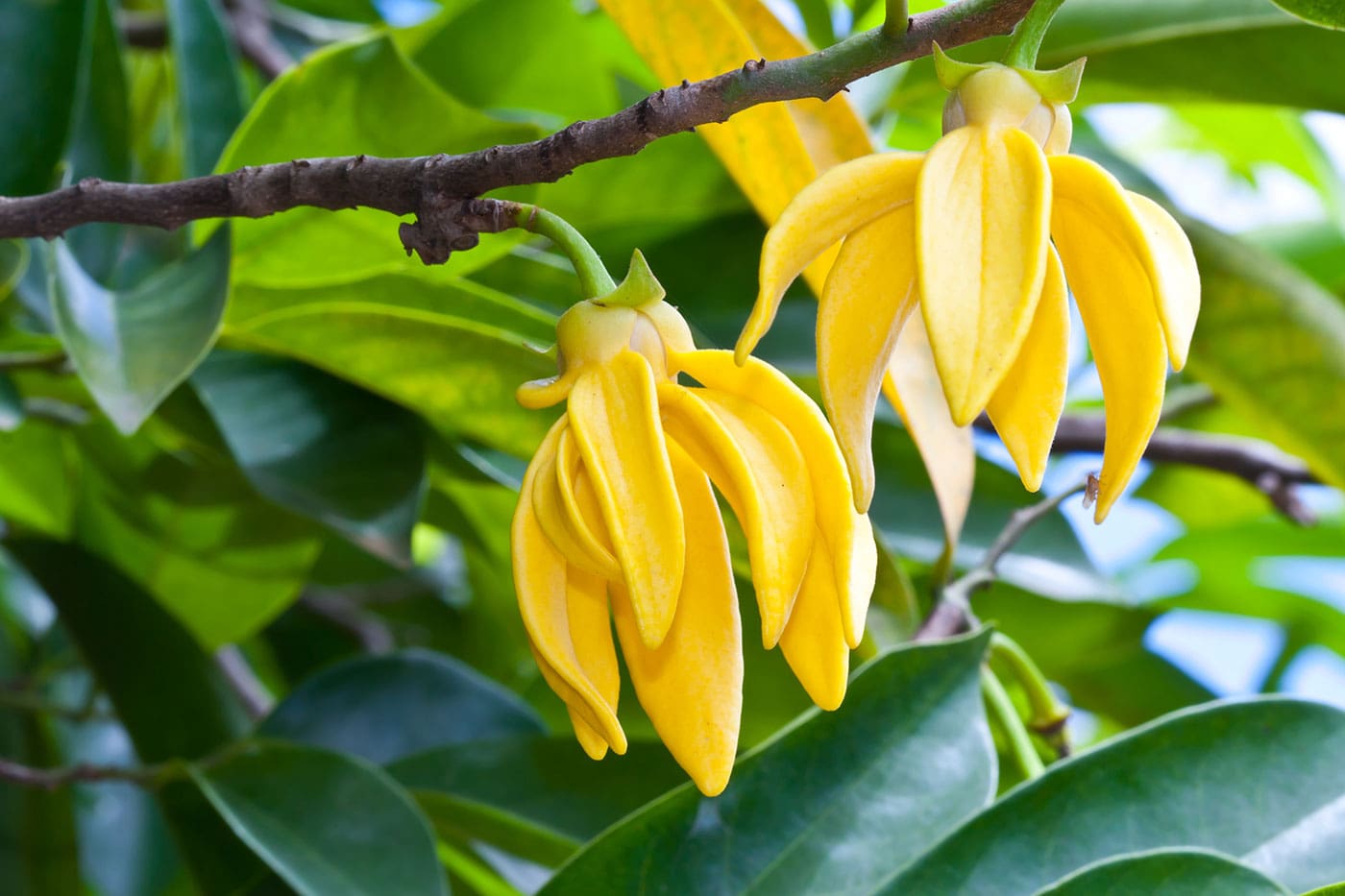 A close up of some yellow flowers on a tree