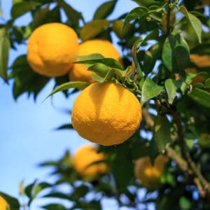 A close up of some lemons hanging from a tree