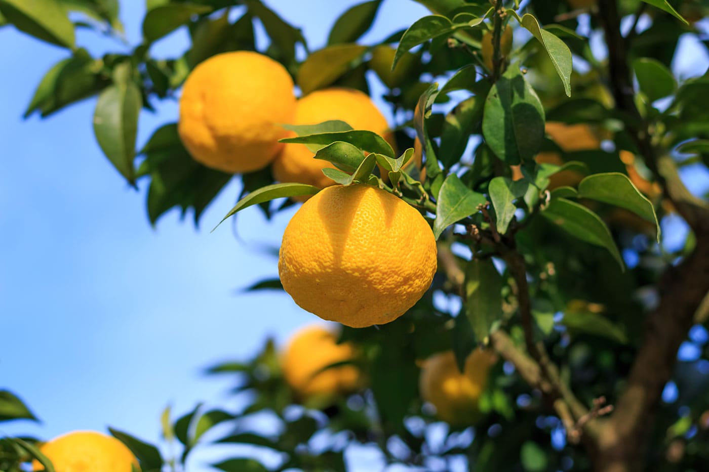 A close up of some lemons hanging from a tree