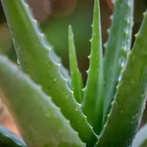 A close up of the leaves on an aloe plant