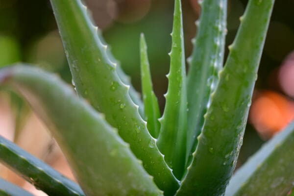 A close up of the leaves on an aloe plant