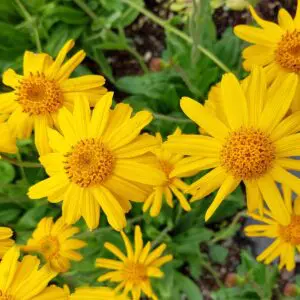 A close up of yellow flowers in the grass.