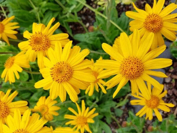 A close up of yellow flowers in the grass.