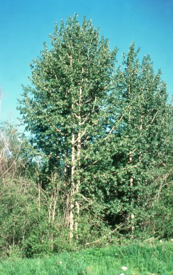 A tree with many leaves in the middle of a field.