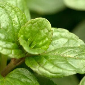 A close up of the leaves on a plant